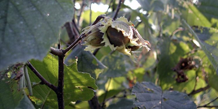 In this image provided by Lee Reich shows hazelnut plants in New Paltz, NY. In late summer, gardeners, squirrels, chipmunks eagerly wait for hazelnuts to ripen in their husks and then drop to the ground. (Lee Reich via AP)