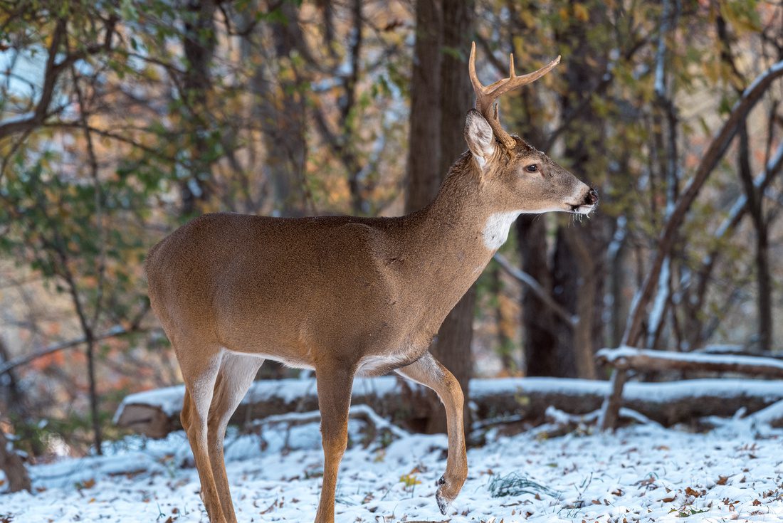 Wv 2022 2023 Hunting Seasons 2023 Calendar