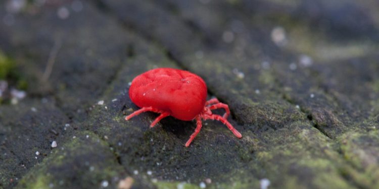 Small brightly coloured red mite, a Berry bug, on a dark background