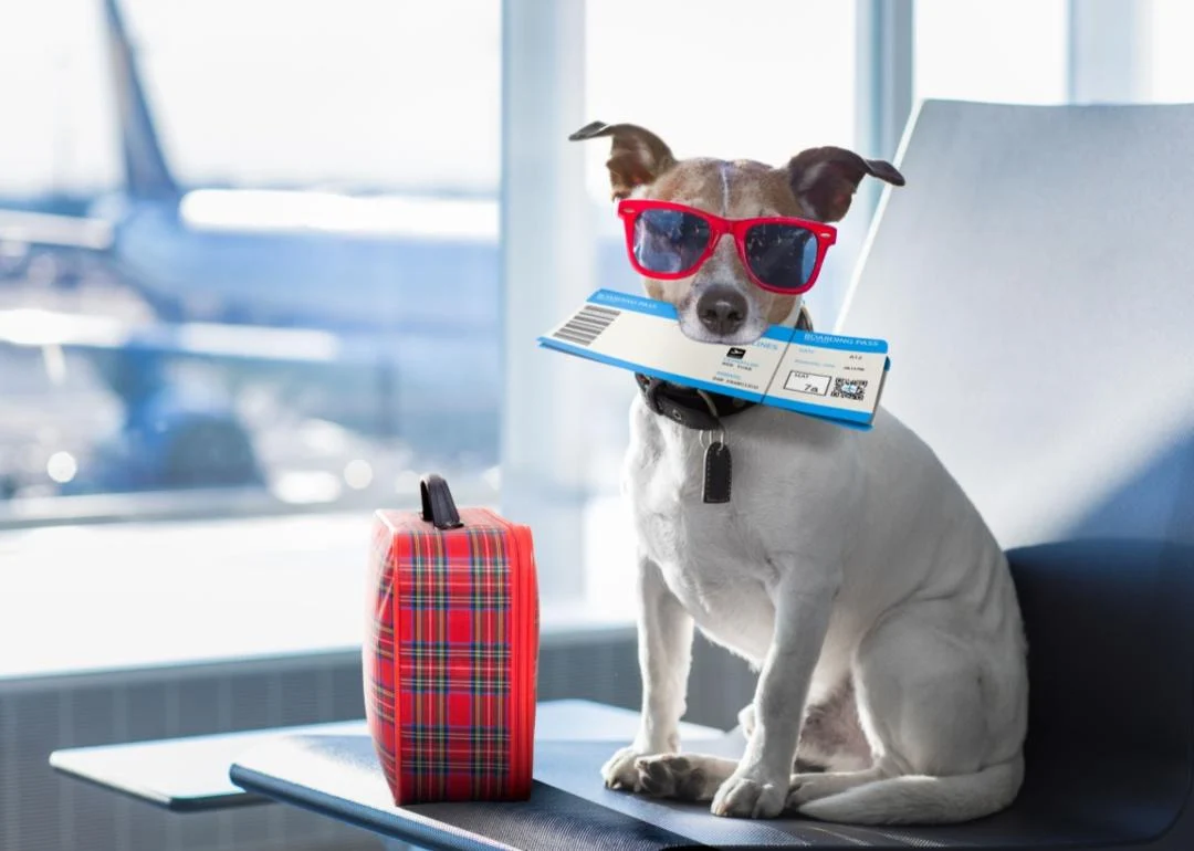 How to prepare for holiday travel with a pet