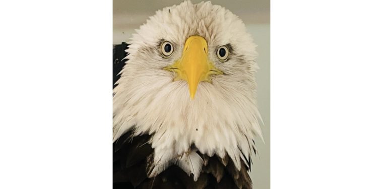 Photo: Avian Conservation Center of Appalachia