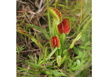 FILE - A Venus fly trap grows naturally in a Carolina Bay at Lewis Ocean Bay Heritage Preserve in Conway, S.C., Thursday, Aug. 11, 2005. Conservationists want South Carolina to make the Venus fly trap the state's official carnivorous plant, joining other official items such as the state bird (Carolina Wren), state hospitality beverage (tea) and the state picnic cuisine (barbecue). (AP Photo/Mary Ann Chastain, File)