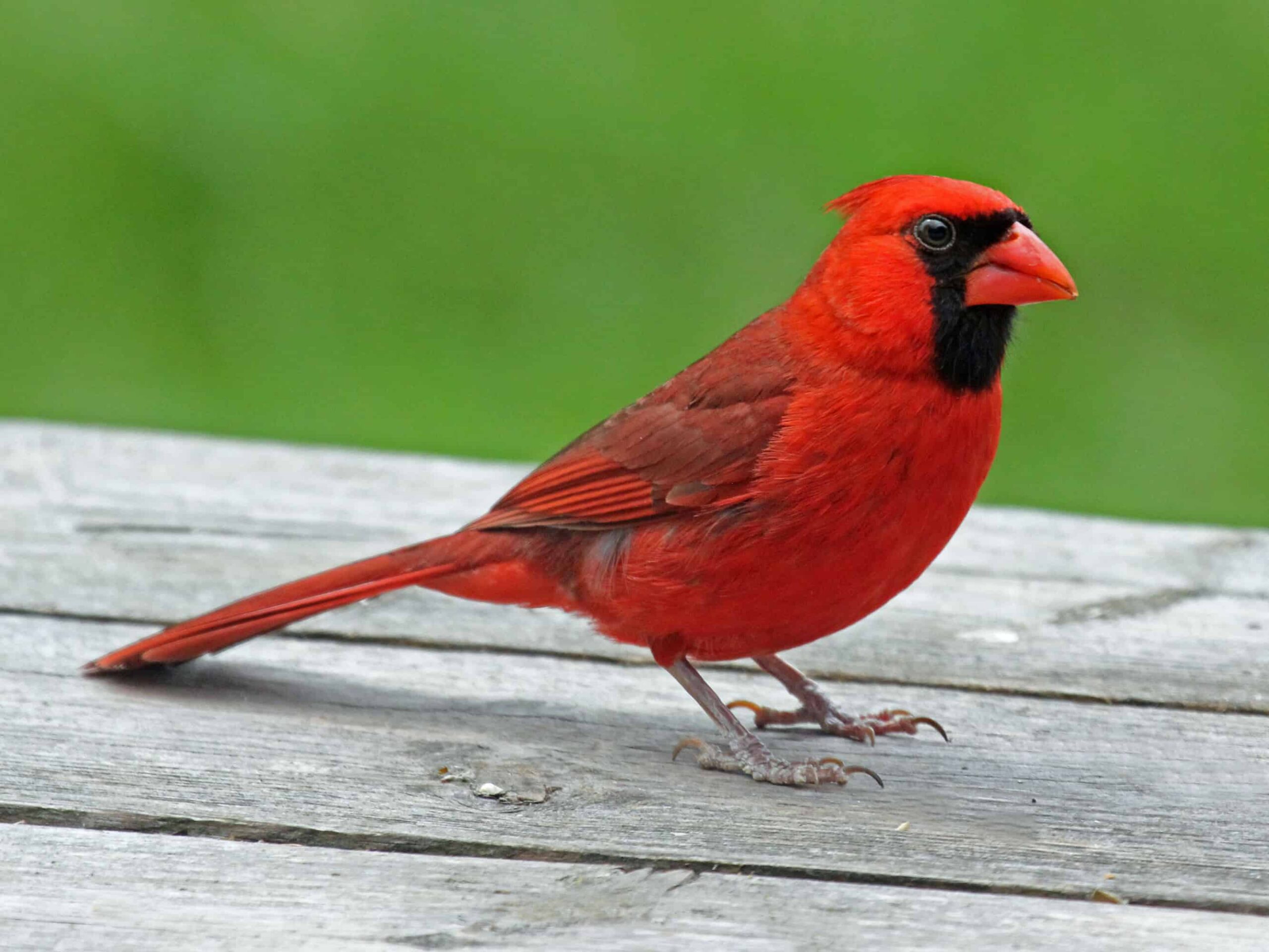 what does a visit from a cardinal bird mean