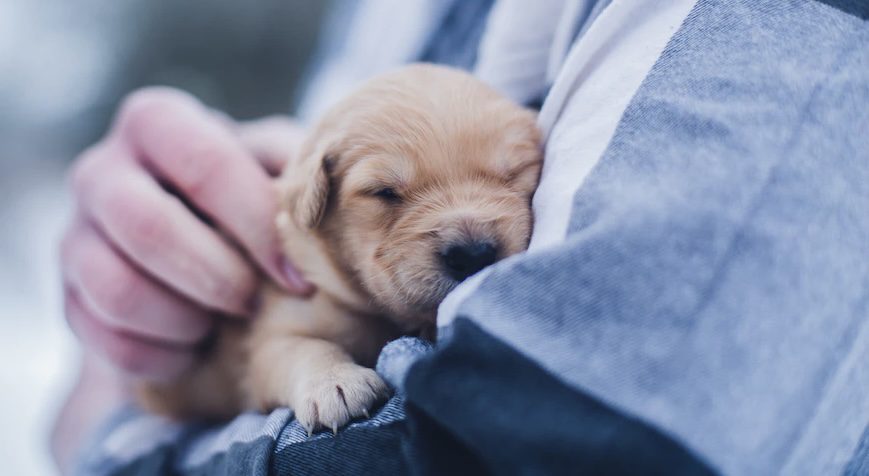 Greenbrier County 2023 Rabies Clinics schedule announced