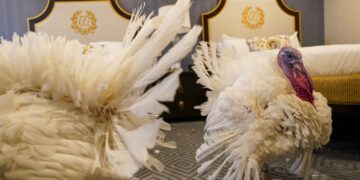 The turkeys who will receive a Presidential Pardon at the White House ahead of Thanksgiving enjoy their hotel room, Sunday Nov. 19, 2023, at the Willard InterContinental Hotel in Washington. (AP Photo/Jacquelyn Martin)