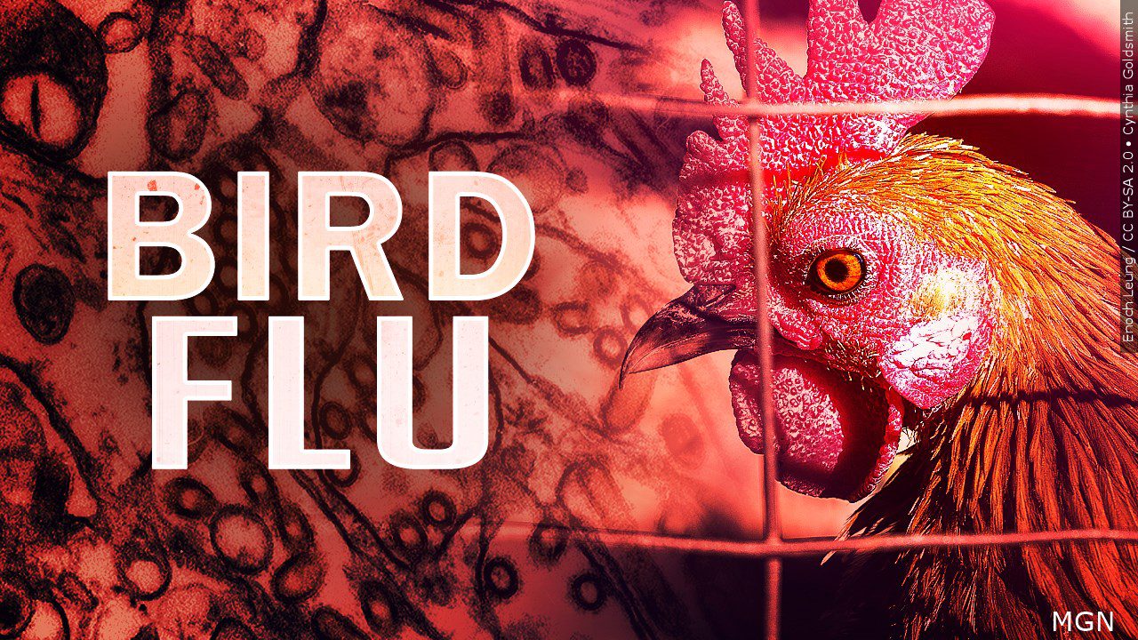 WVDA Confirms Case of Avian Influenza in Backyard Flock in﻿ ﻿ Kanawha County