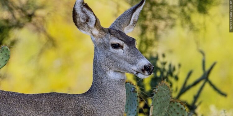 WVDNR announces deer spotlight surveys