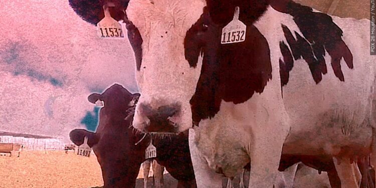 Cow tested positive for rabies