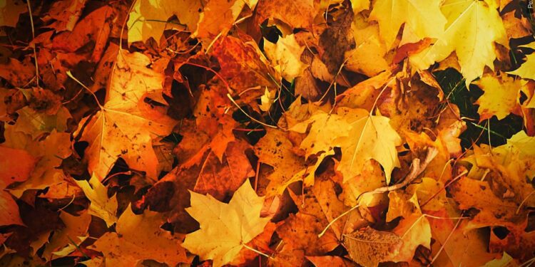 Why Do Leaves Change Color in the Fall? The Science Behind Autumn's Beauty