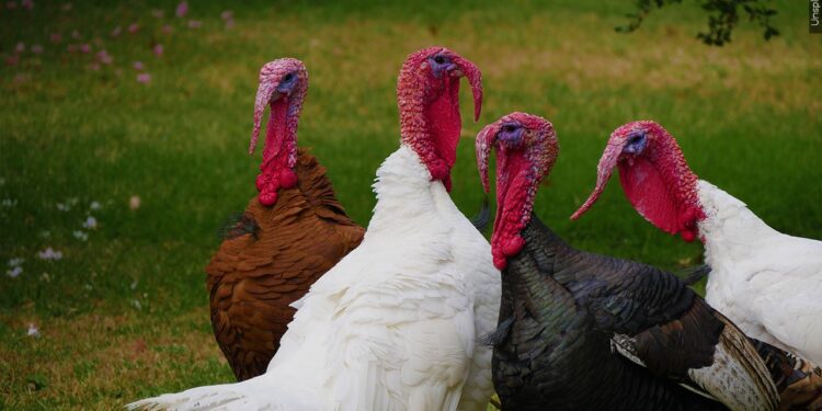 Turkeys raised in West Virginia
