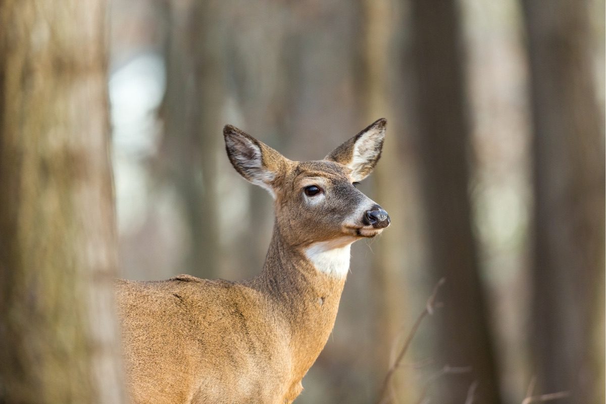 Gov. Justice encourages hunters to participate in early antlerless deer