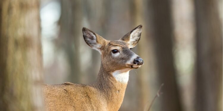 Permits Issued for 2024 Limited Antlerless Deer Hunts in West Virginia