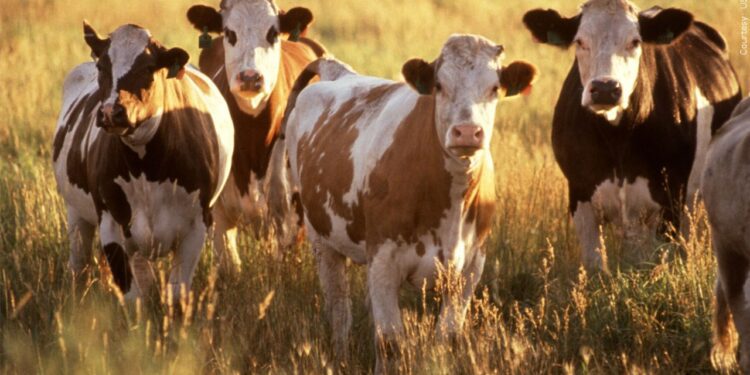 Troxler makes urgent plea for fencing supplies for WNC livestock producers