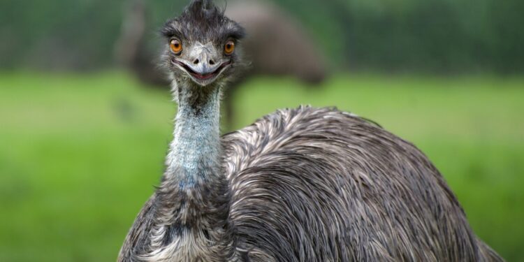 First monkeys, now emus: Thelma and Louise on the loose