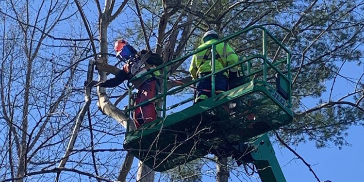 Canopy clearing season for WVDOH crew underway