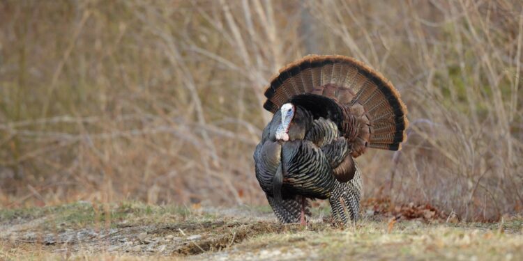 2024 Fall Turkey Harvest up 17% in West Virginia