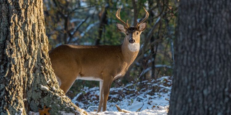 Muzzleloader deer season to open December 16