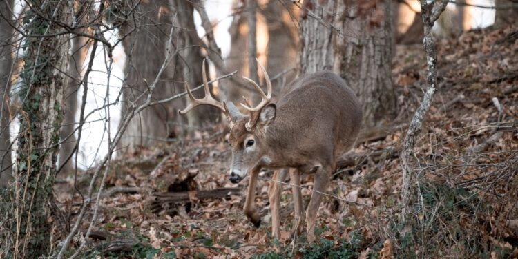 deer harvests increased