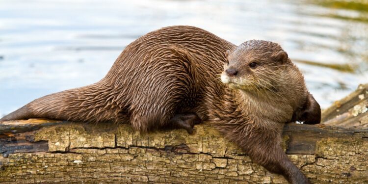 Small game hunting, trapping seasons set to close Feb. 28