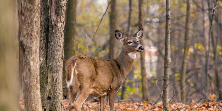 WVDNR releases Big Game Bulletin