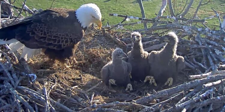 Heartbreak in the West Virginia Sky: Iconic NCTC Bald Eagle Nest Lost After 22 Years