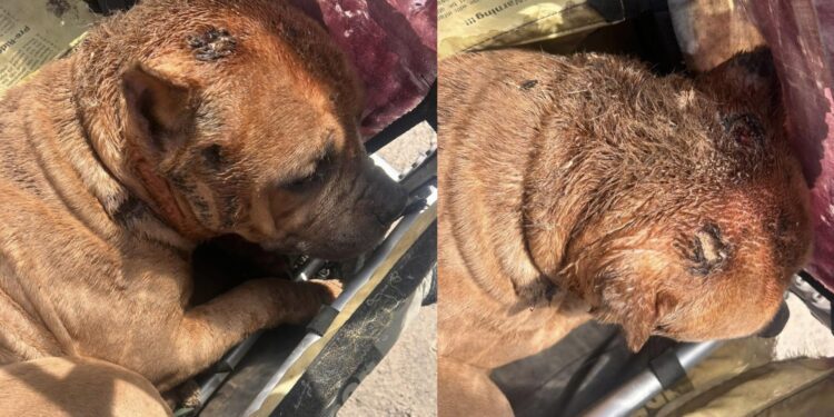 Fayette County Humane Society photos