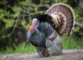 WV Spring Gobbler Season to Open April 21, 2025