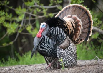 WV Spring Gobbler Season to Open April 21, 2025