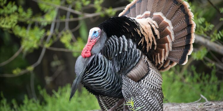 WV Spring Gobbler Season to Open April 21, 2025