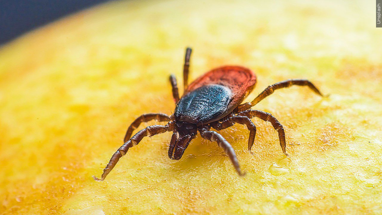 Tick bites linked to rising Alpha-Gal Syndrome cases