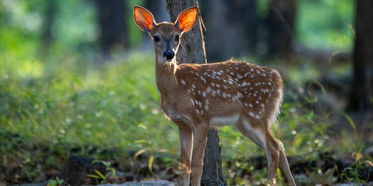 WVDNR Urges Public to Leave Young Wildlife Alone