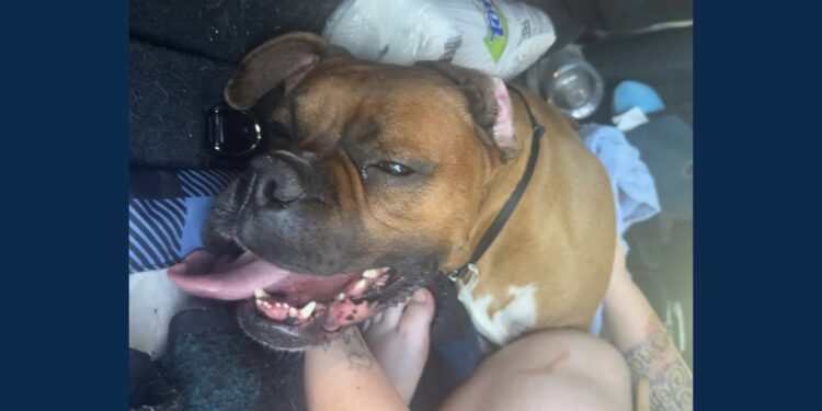 (Fayette County Humane Society/Facebook)