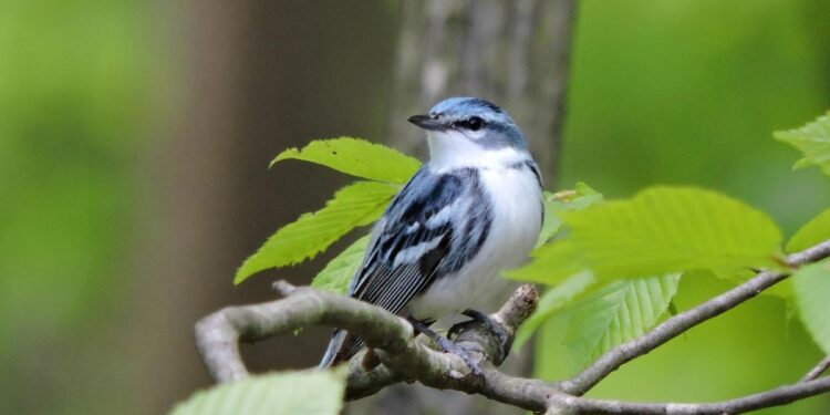 WVDNR Seeks Input on State Wildlife Action Plan