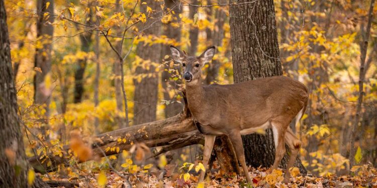 WVDNR accepting applications for antlerless deer hunt lotteries