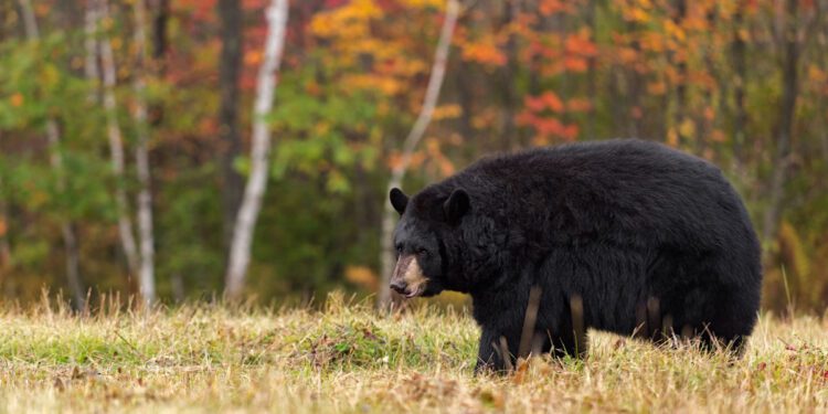 Early Bear Firearms Season Opens Aug. 30 in 4 Counties