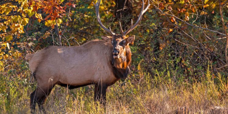 WVDNR Announces Return of Elk Management Tours for 2026 Season