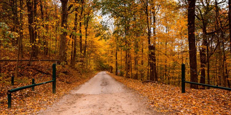 WVDNR To Open Special Access Roads for Hunters with Disabilities