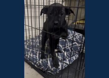 (Charleston Police Department)