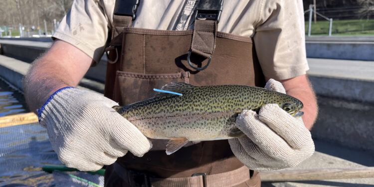 WVDNR Continues Trout Study During Fall Stocking Season