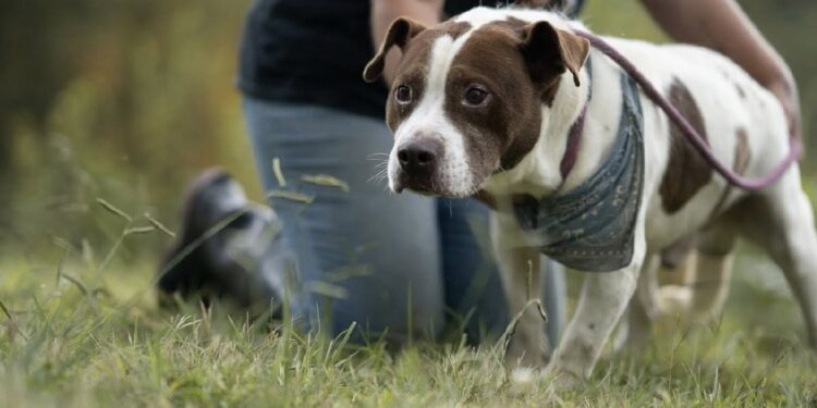 Fayette County Humane Society Reunites With Former Resident “Kahuna,” Now Searching for His Forever Home