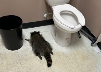 ‘Heavily intoxicated’ raccoon passes out in liquor store bathroom after breaking in, ransacking shelves
