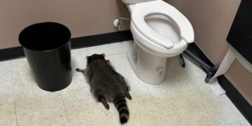 ‘Heavily intoxicated’ raccoon passes out in liquor store bathroom after breaking in, ransacking shelves