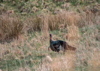 WVDNR Reports 2025 Fall Turkey Harvest Numbers