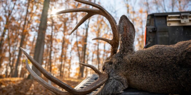 WVDNR Reports Buck Firearms Season Harvest Numbers