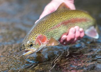 Trout stockings return to West Virginia waters