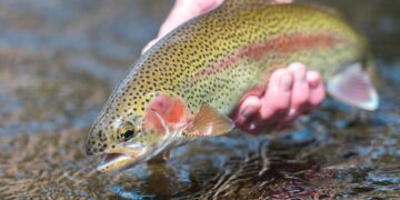 Trout stockings return to West Virginia waters