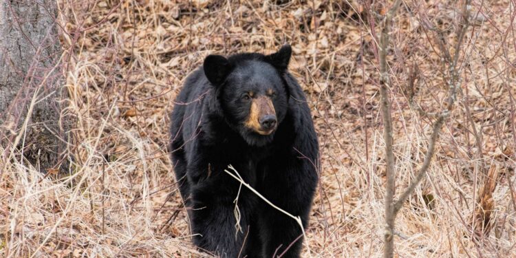 West Virginia Hunters Harvest 2,469 Black Bears in 2025
