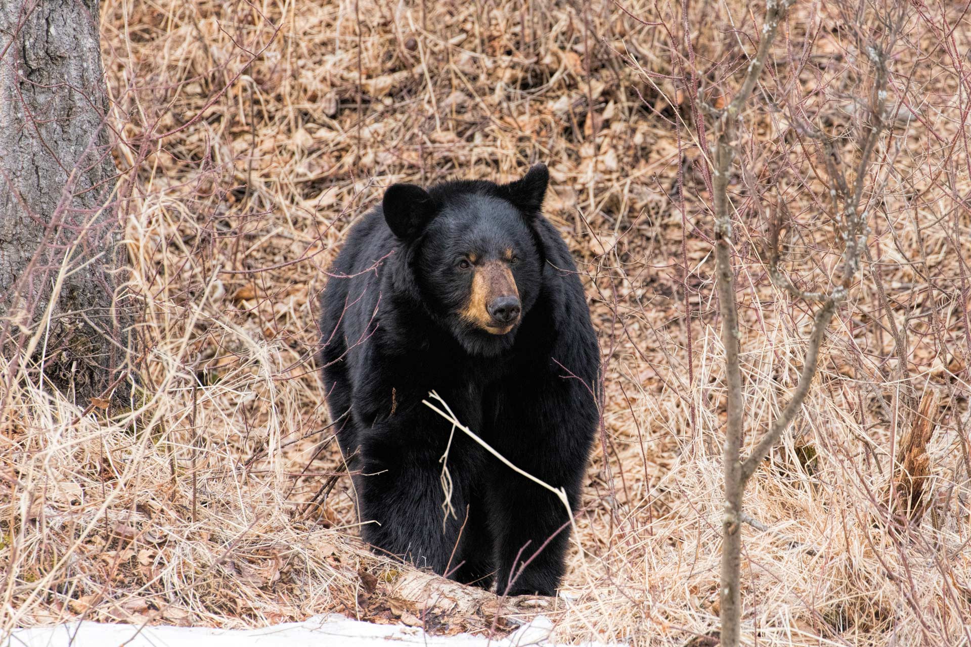 West Virginia Hunters Harvest 2,469 Black Bears in 2025