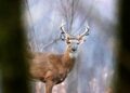 Decreased deer harvest reflects impact of abundant mast statewide and EHD outbreak in western counties