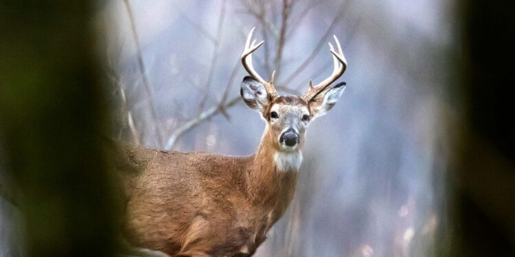 Decreased deer harvest reflects impact of abundant mast statewide and EHD outbreak in western counties